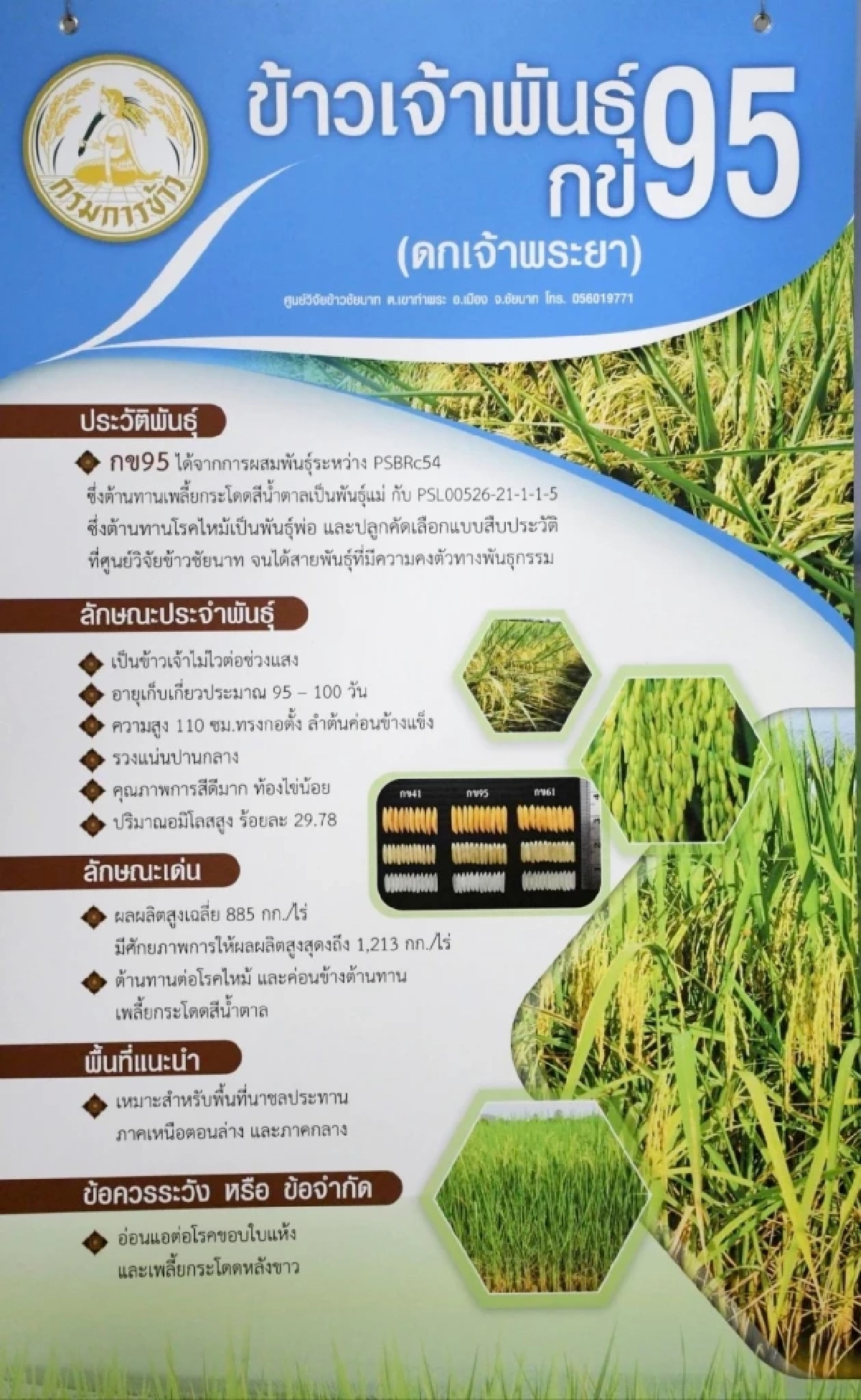 กรมการข้าว การันตี ข้าว กข85 และ กข95 เป็นข้าวดีมีคุณภาพ ให้ผลผลิตสูง