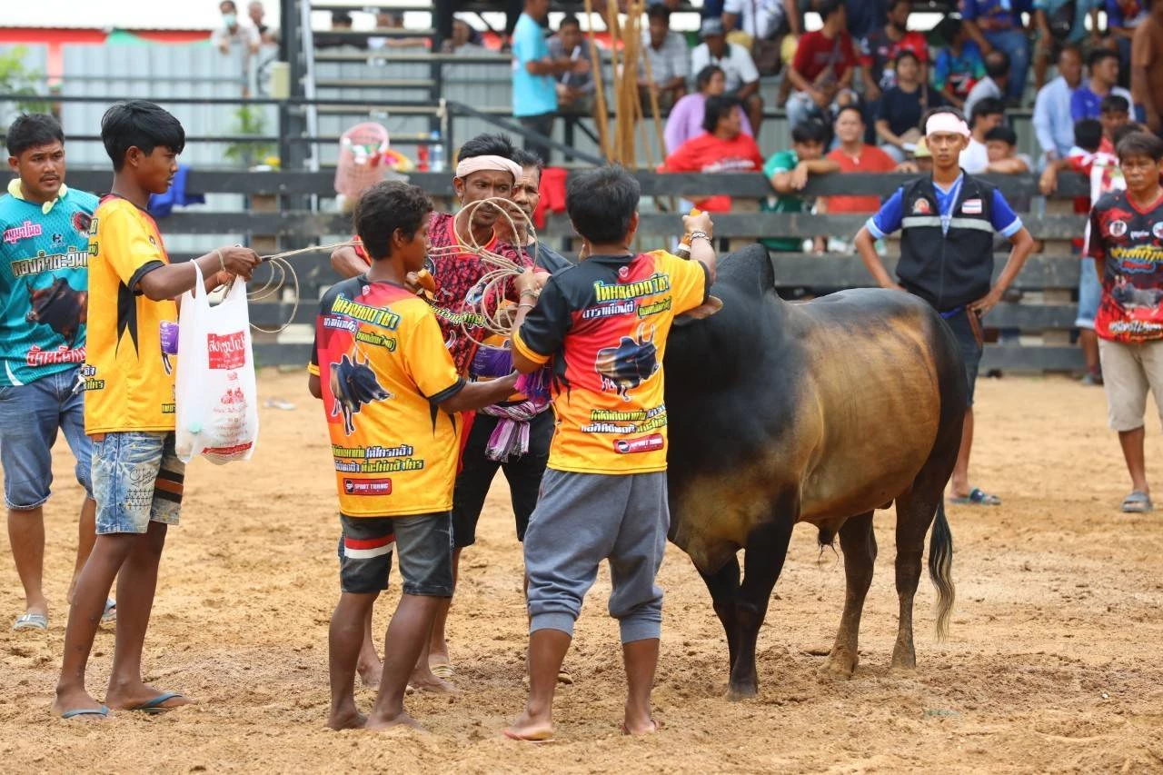 กีฬาชนโค