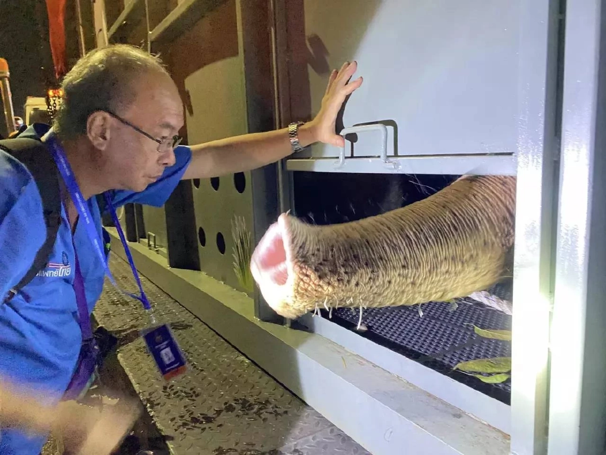 รวมภาพ 'พลายศักดิ์สุรินทร์' กลับไทย ภารกิจนำช้างไทยกลับบ้าน