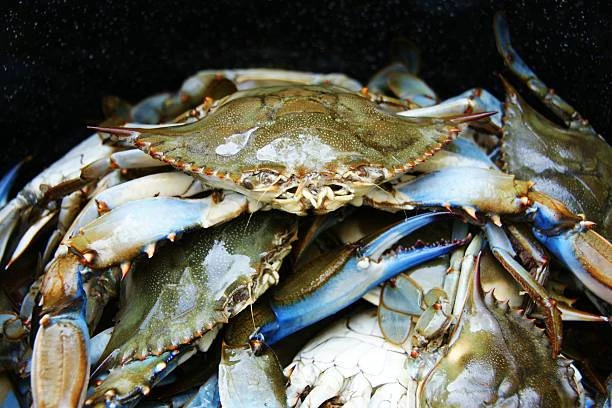 5 ปี 'ธนาคารปูม้า' ปูชุมใกล้ฝั่งมากขึ้น ประมงไม่ต้องออกเรือไกล