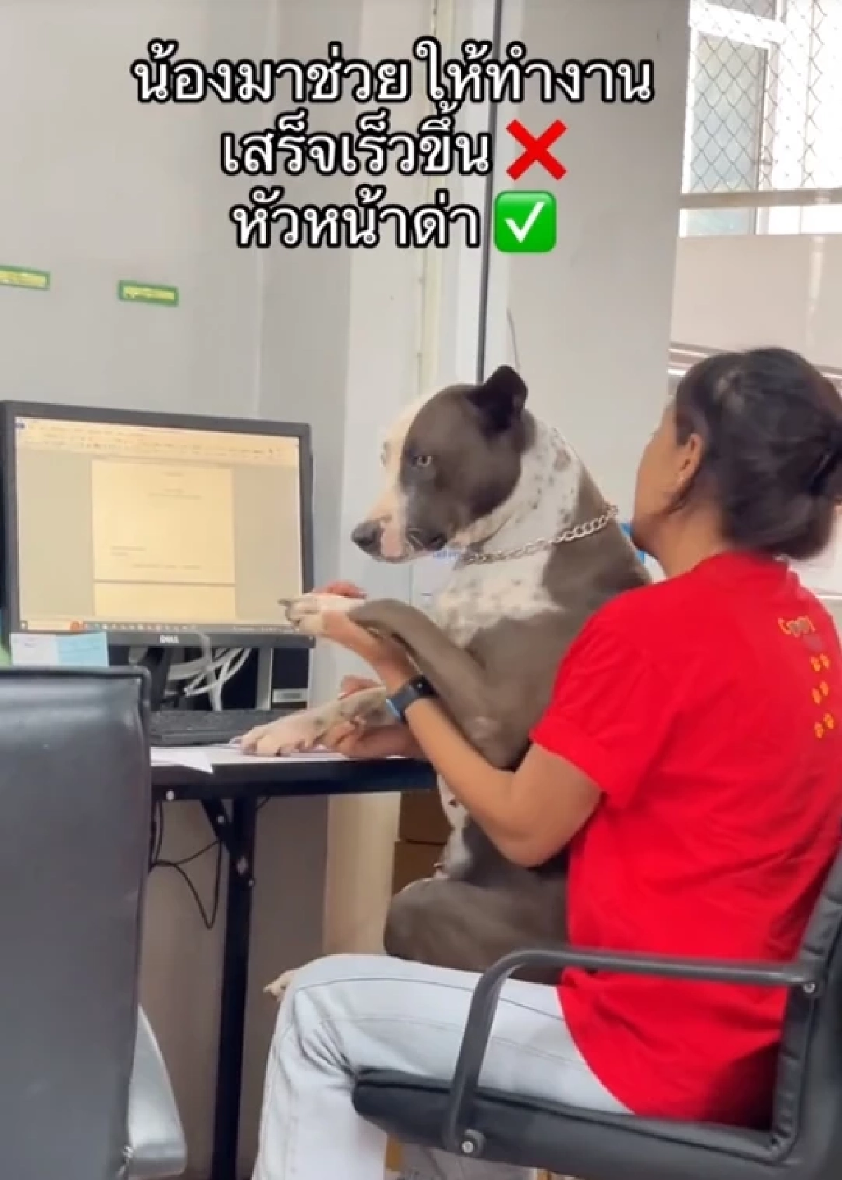 \"บะหมี่\" หมาสุดเก่ง ทำงานเข้าตา ได้เลื่อนขั้นเป็น เจ้าหน้าที่ รพ.สต.