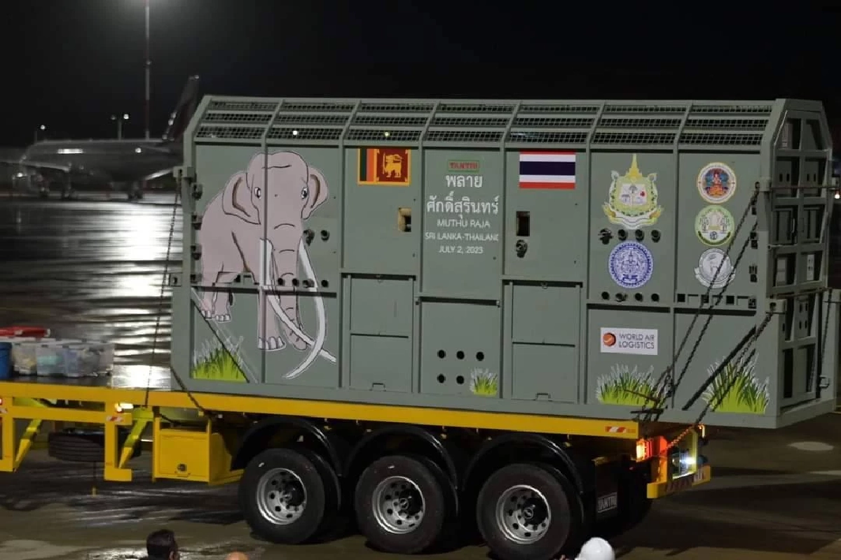 รวมภาพ 'พลายศักดิ์สุรินทร์' กลับไทย ภารกิจนำช้างไทยกลับบ้าน