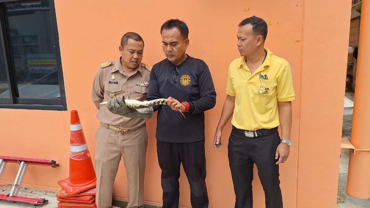 ชาวบ้านหว่านแหหาปลา แต่ได้จระเข้