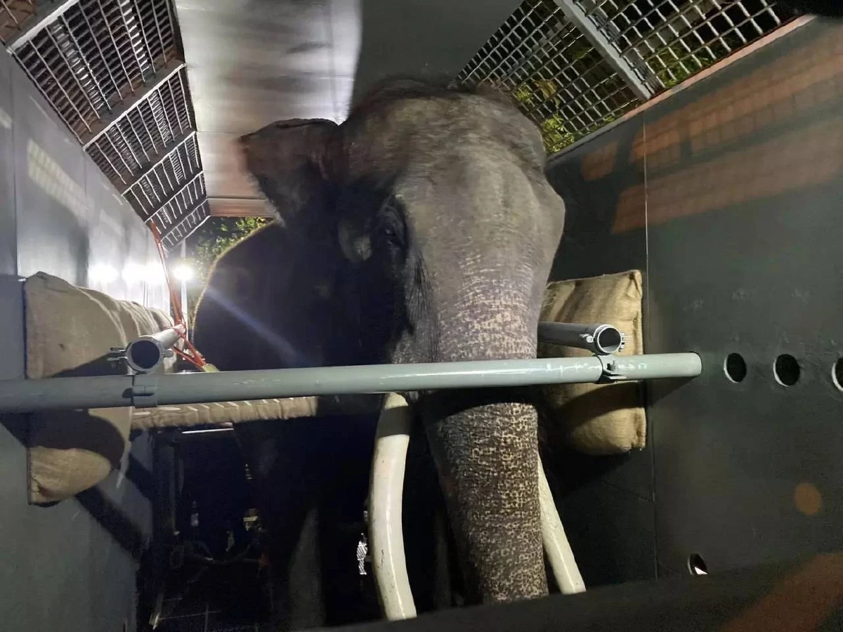 รวมภาพ 'พลายศักดิ์สุรินทร์' กลับไทย ภารกิจนำช้างไทยกลับบ้าน