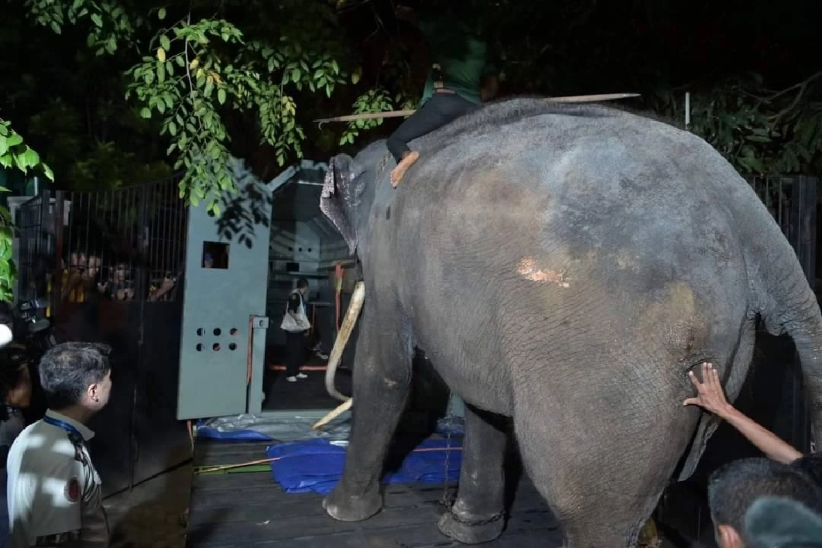 รวมภาพ 'พลายศักดิ์สุรินทร์' กลับไทย ภารกิจนำช้างไทยกลับบ้าน