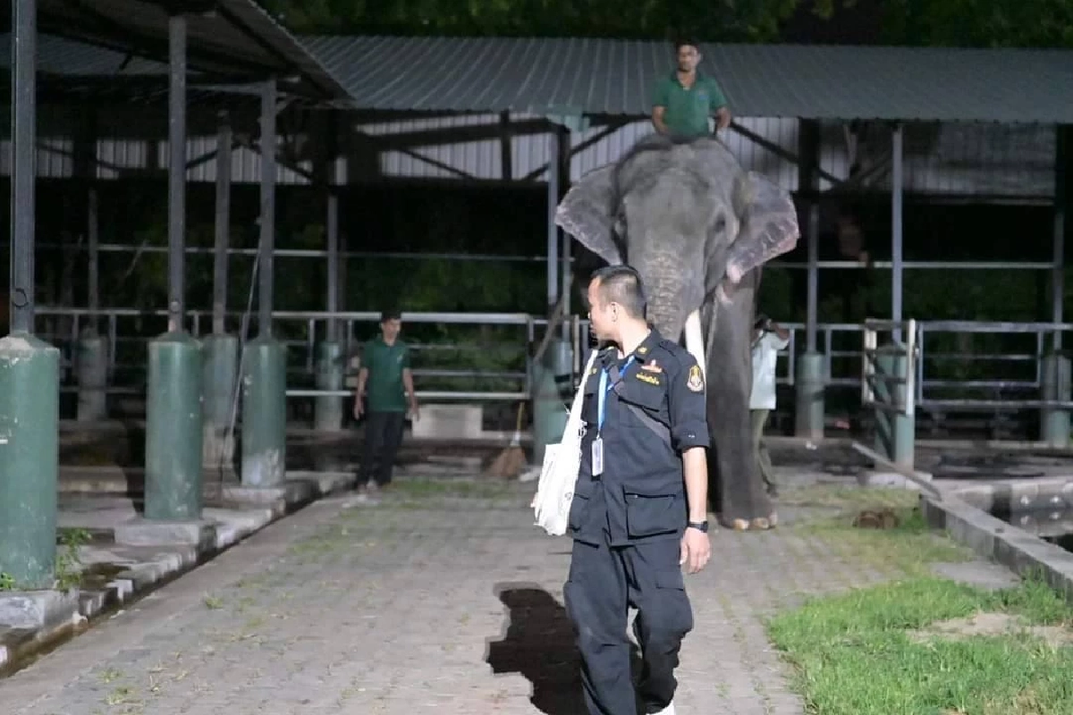 รวมภาพ 'พลายศักดิ์สุรินทร์' กลับไทย ภารกิจนำช้างไทยกลับบ้าน