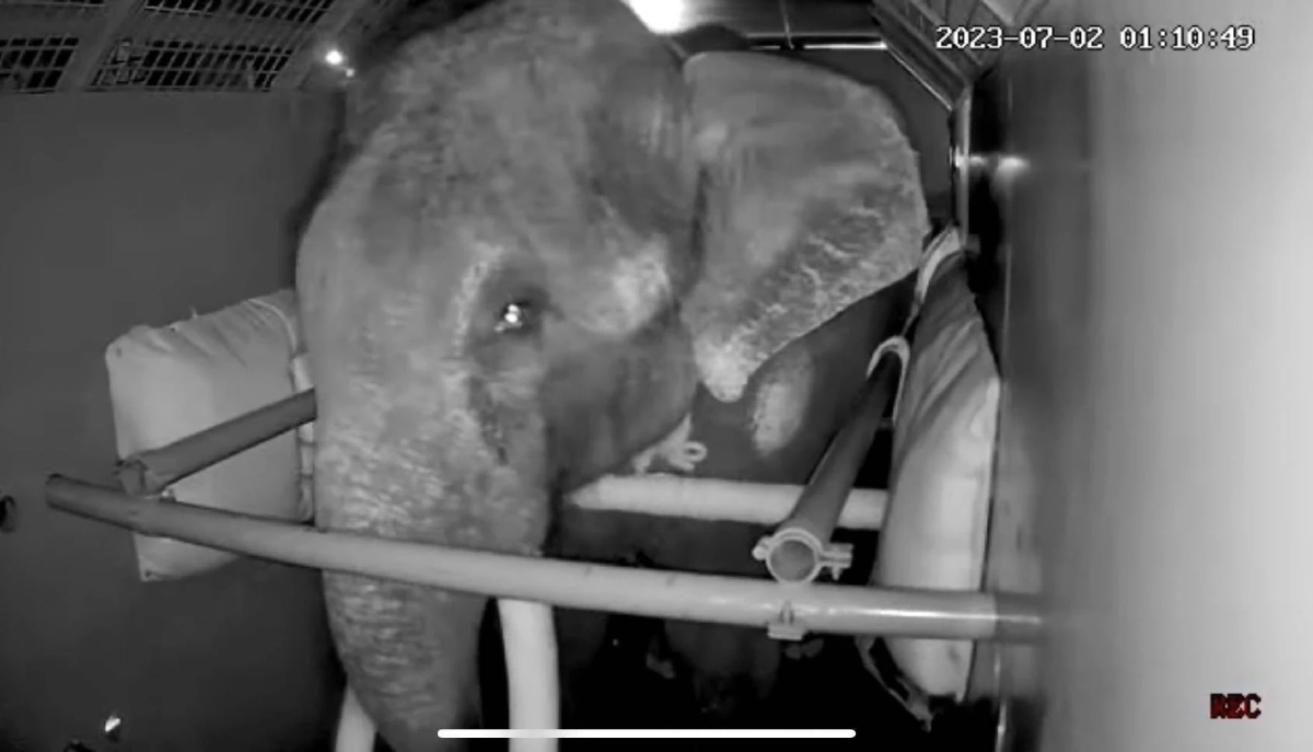 รวมภาพ 'พลายศักดิ์สุรินทร์' กลับไทย ภารกิจนำช้างไทยกลับบ้าน