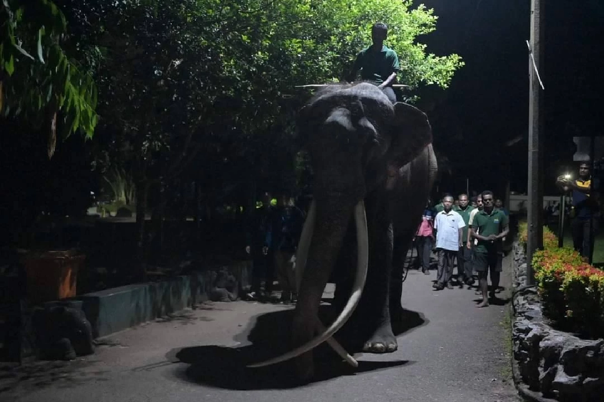 รวมภาพ 'พลายศักดิ์สุรินทร์' กลับไทย ภารกิจนำช้างไทยกลับบ้าน