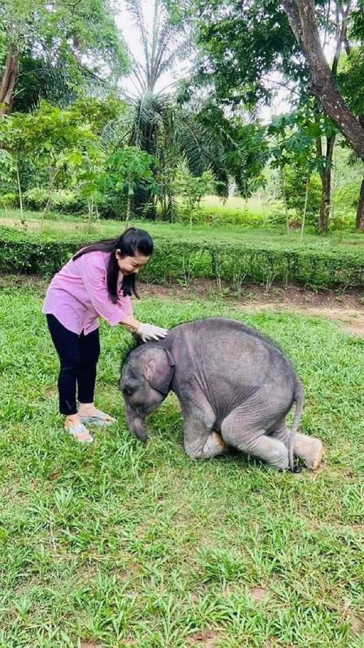 ลูกช้างป่า พลายตุลา