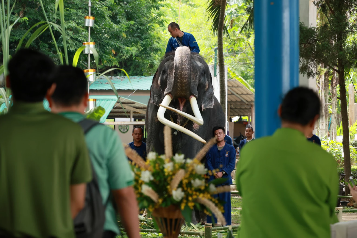 สะกดสายตา เปิดภาพชุดพ่อ \'พลายศักดิ์สุรินทร์\' ในพิธีฮ้องขวัญ