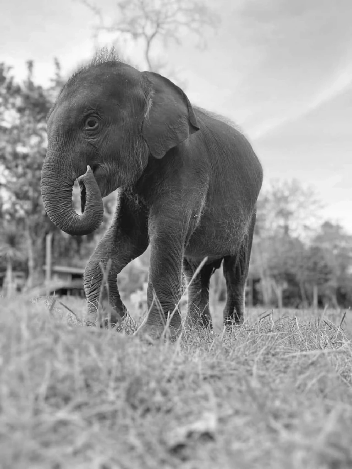 ลูกช้างป่า พลายตุลา