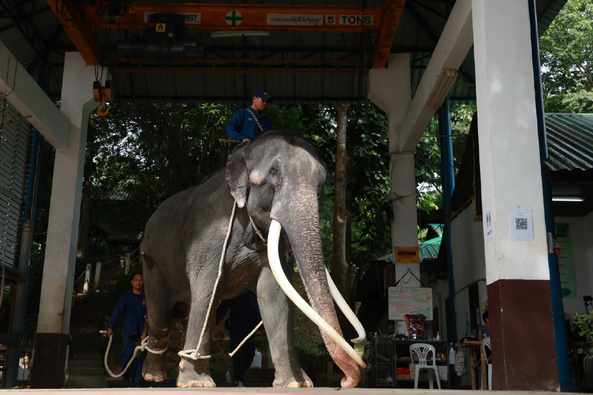 สะกดสายตา เปิดภาพชุดพ่อ \'พลายศักดิ์สุรินทร์\' ในพิธีฮ้องขวัญ