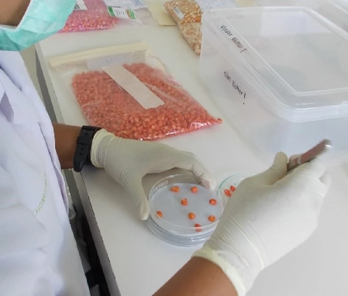 กรมวิชาการเกษตร ผลิตเมล็ดพันธุ์คุณภาพ เพิ่มผลผลิต เพิ่มรายได้ หนุนไทย Seed-Hub เอเชีย-แปซิฟิก