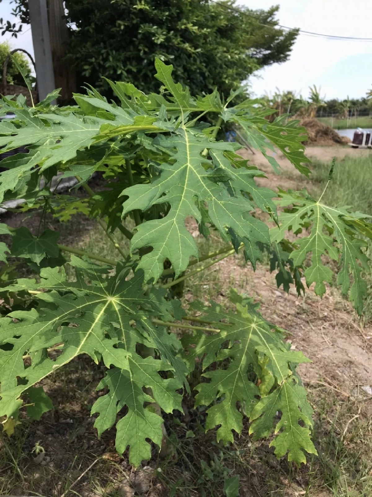 ต้นมะละกอ