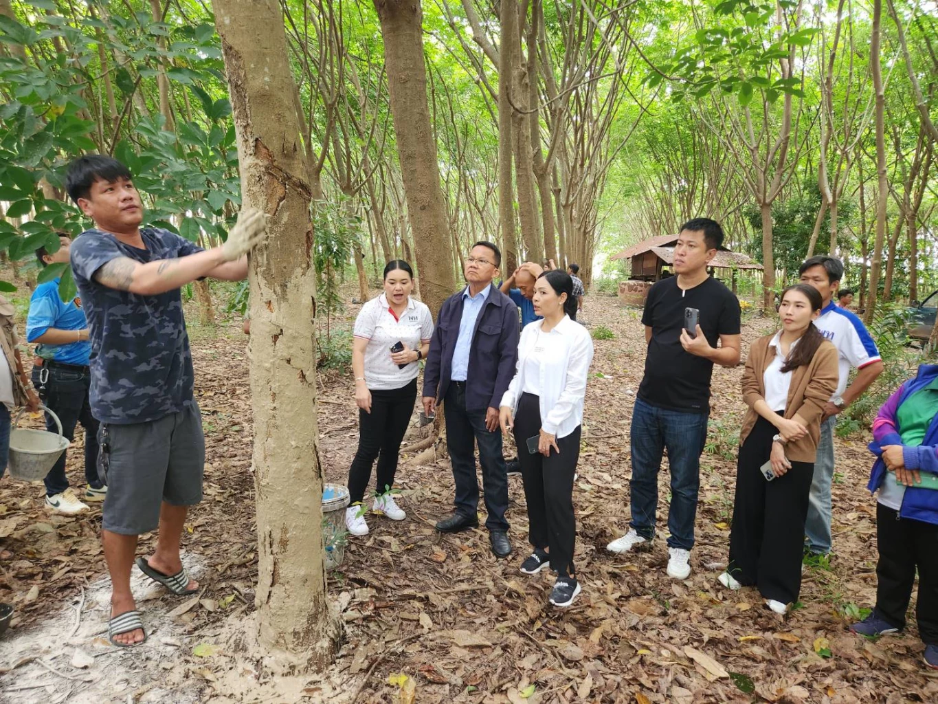 สส.เพื่อไทย ลุยสวนยางพารา