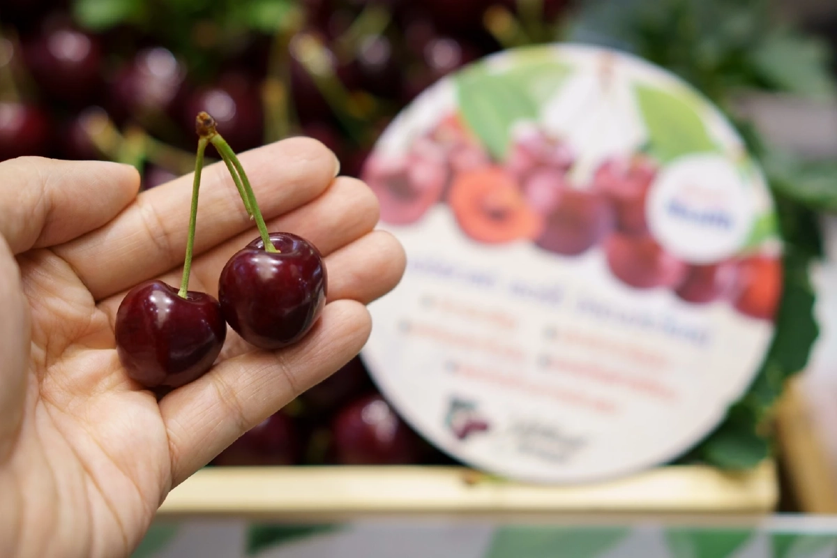 ครั้งแรก 'นอร์ธเวสต์ เชอร์รี่' ขายผ่านแอปฯ ตลาดไทออนไลน์ 1 ปีมีครั้ง