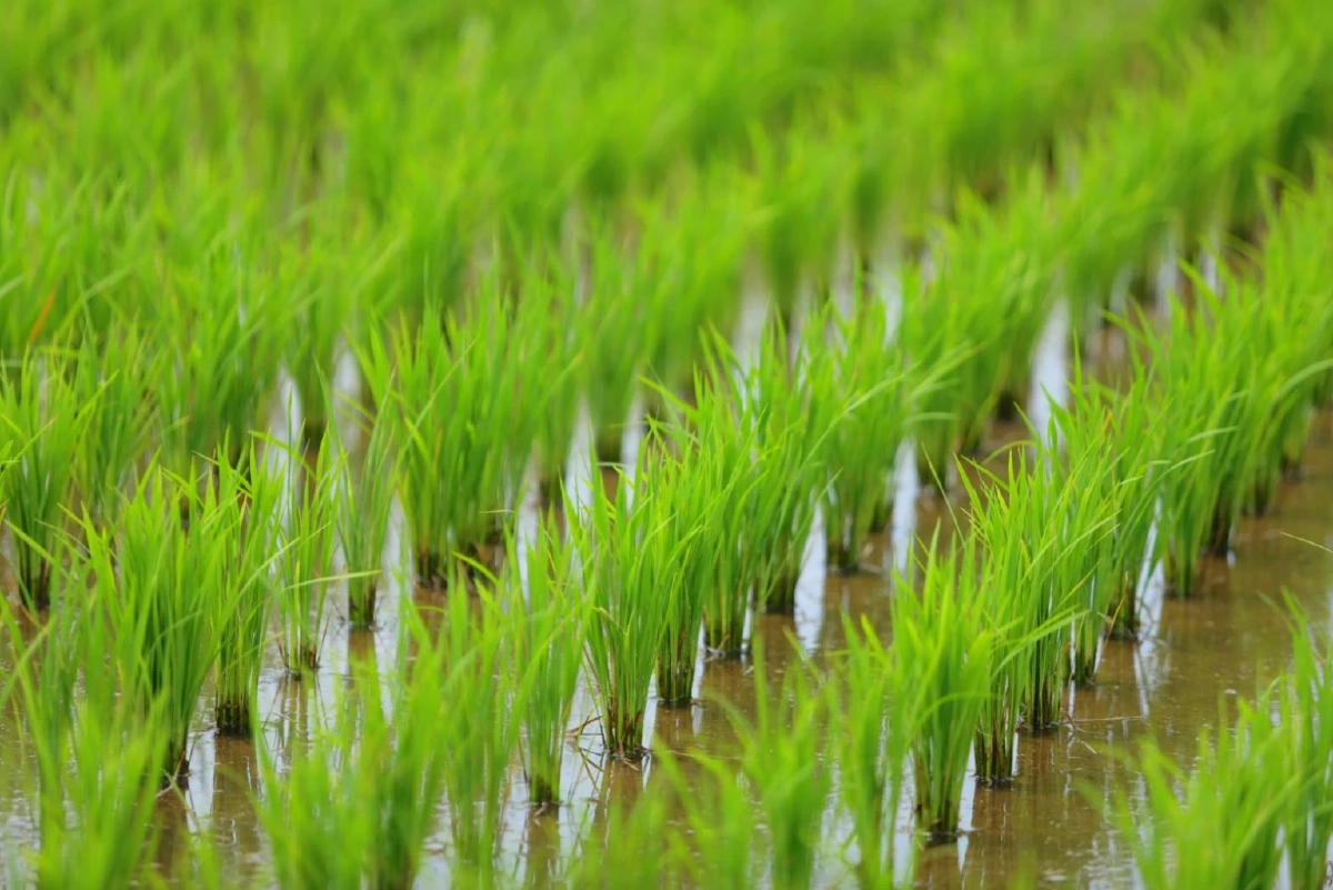 'กรมการข้าว' เชียร์เกษตรกร ร่วมโครงการเปลี่ยนเมล็ดพันธ์ข้าว ยันเห็นผลชัด