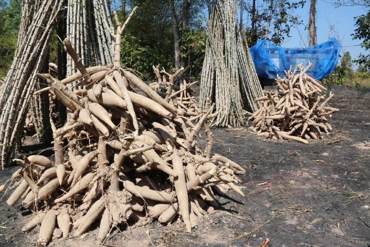 งานวันเก็บเกี่ยวมัน1