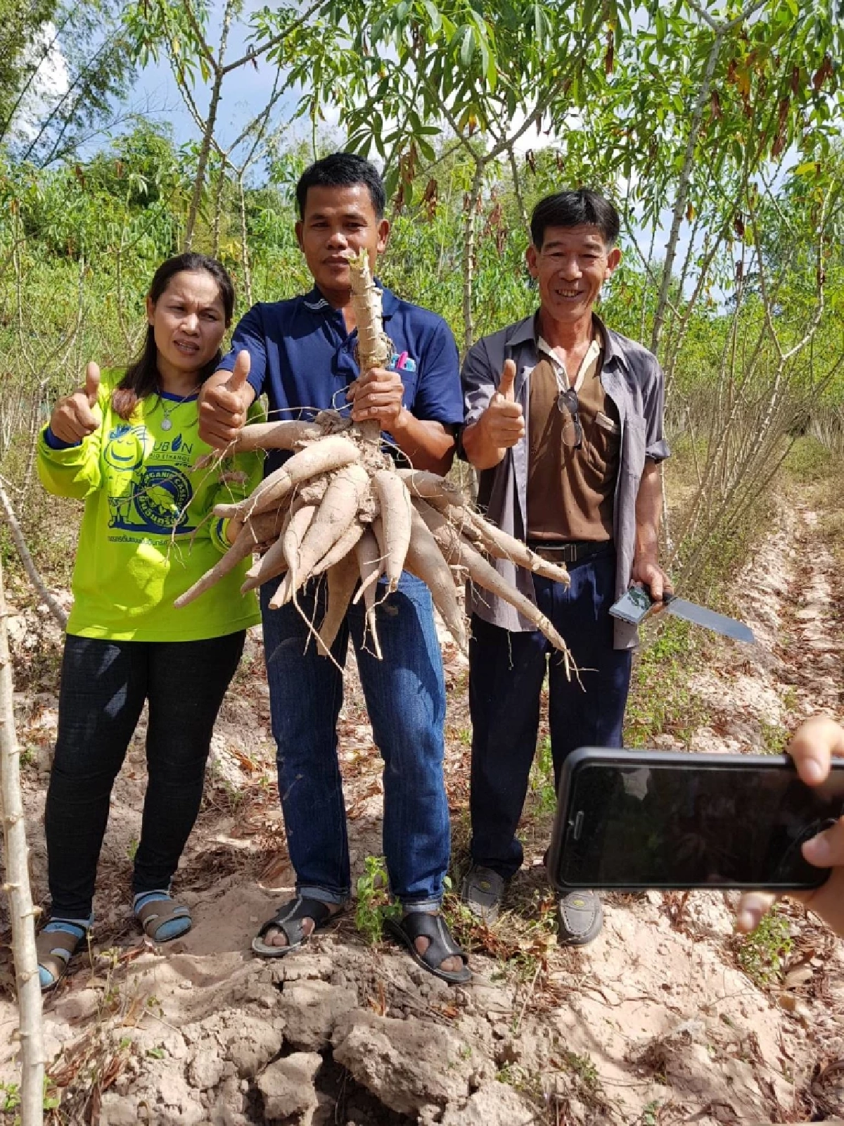ผลผลิตมันอินทรีย์