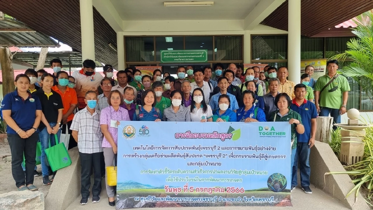 กรมวิชาการเกษตร โชว์เทคนิคการตัดช่อดอกอ่อนขยายผลสับปะรด 'พันธุ์เพชรบุรี 2' สู่เกษตรกร