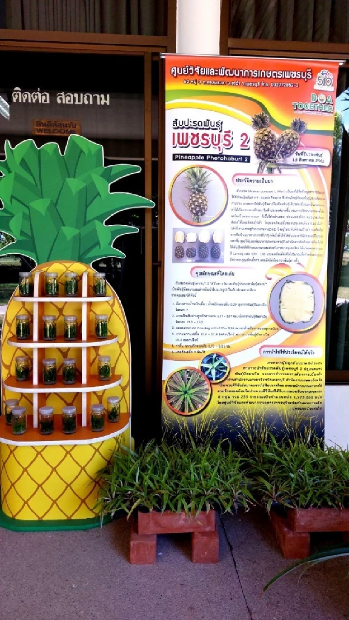 กรมวิชาการเกษตร โชว์เทคนิคการตัดช่อดอกอ่อนขยายผลสับปะรด 'พันธุ์เพชรบุรี 2' สู่เกษตรกร