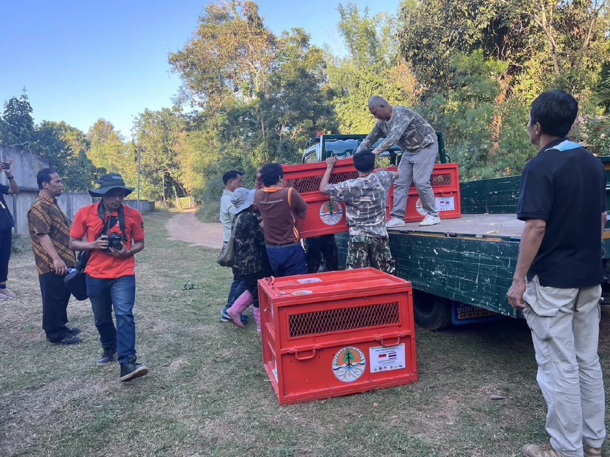 ลิงอุรังอุตังที่ถูกจับมาขาย  กรมอุทยาน ส่งคืนอินโดนีเซีย หลังดูแลนาน 7 ปี 