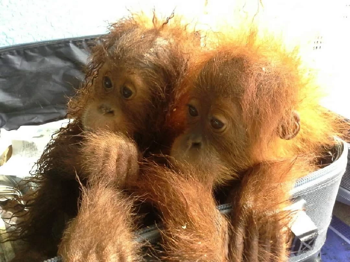 ลูกลิงอุรังอุตังที่ถูกจับมาขาย  กรมอุทยาน ส่งคืนอินโดนีเซีย หลังดูแลนาน 7 ปี 