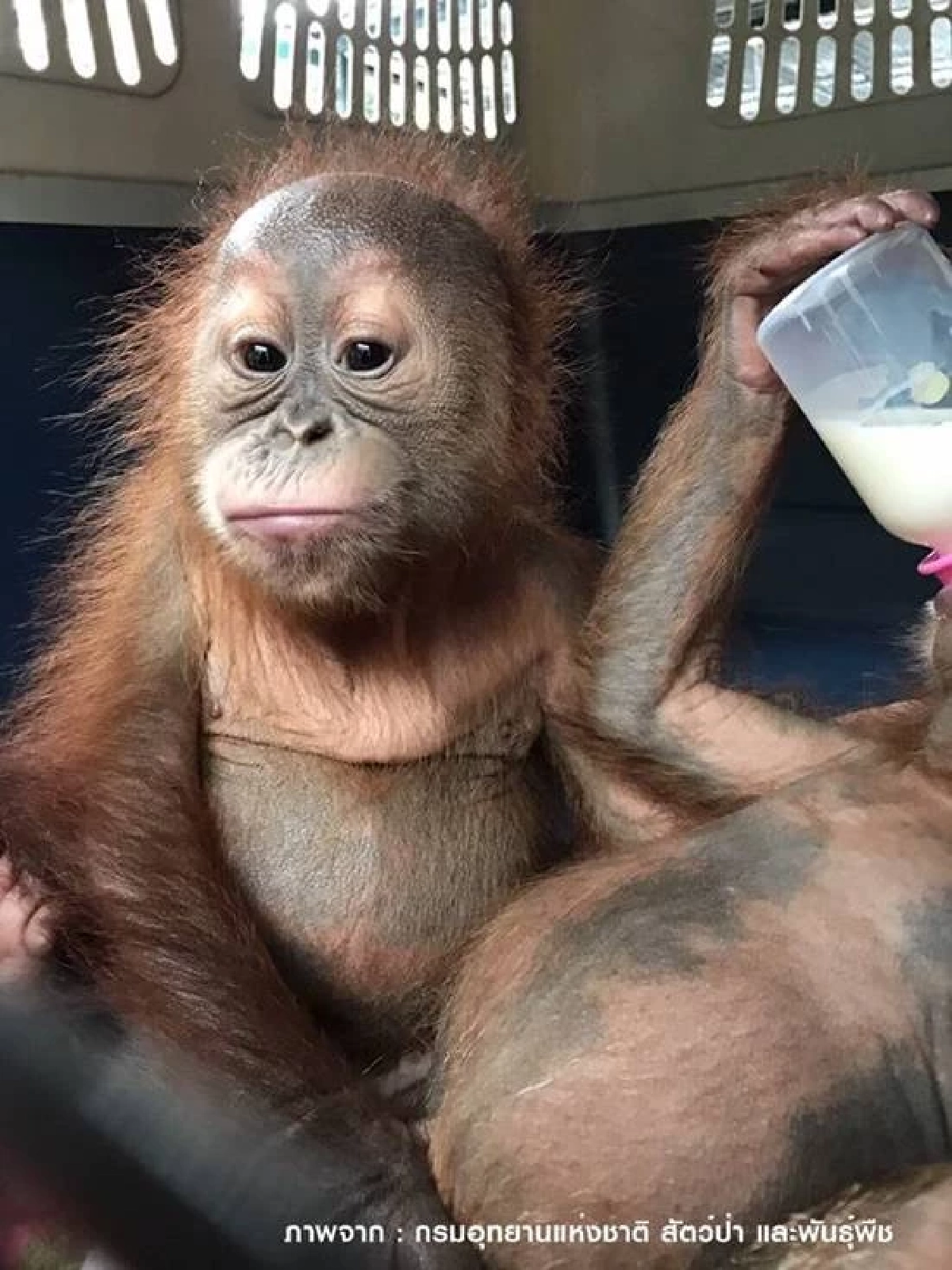 ลูกลิงอุรังอุตังที่ถูกจับมาขาย  กรมอุทยาน ส่งคืนอินโดนีเซีย หลังดูแลนาน 7 ปี 