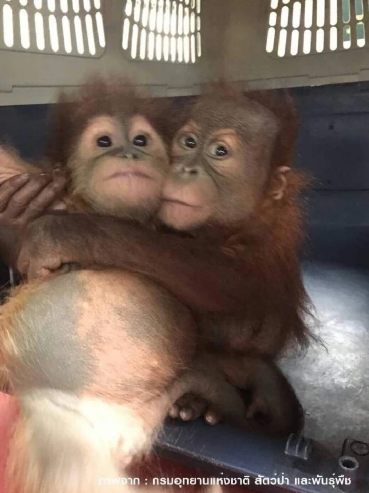 ลูกลิงอุรังอุตัง ที่ถูกแก๊งค้าสัตว์ป่าจับมาขาย เมื่อเกือบ 7 ปีก่อน 