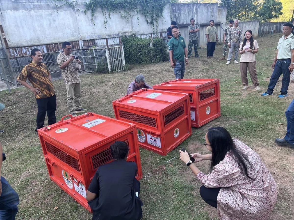 ลิงอุรังอุตังที่ถูกจับมาขาย  กรมอุทยาน ส่งคืนอินโดนีเซีย หลังดูแลนาน 7 ปี 