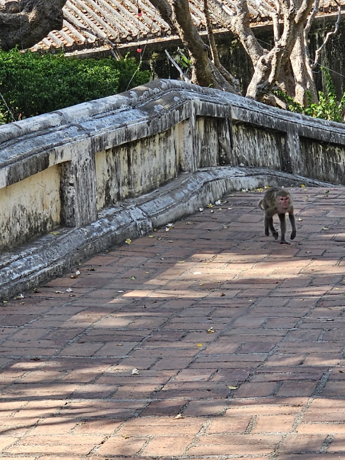 เปิดหลักเกณฑ์ 'เงินช่วยเหลือเยียวยา' ประชาชนถูกลิงทำร้าย