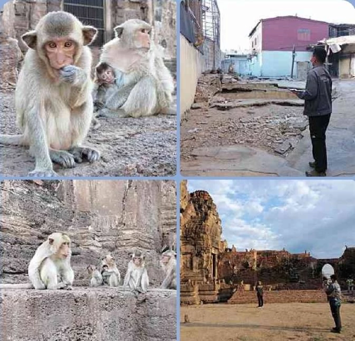 เปิดหลักเกณฑ์ 'เงินช่วยเหลือเยียวยา' ประชาชนถูกลิงทำร้าย