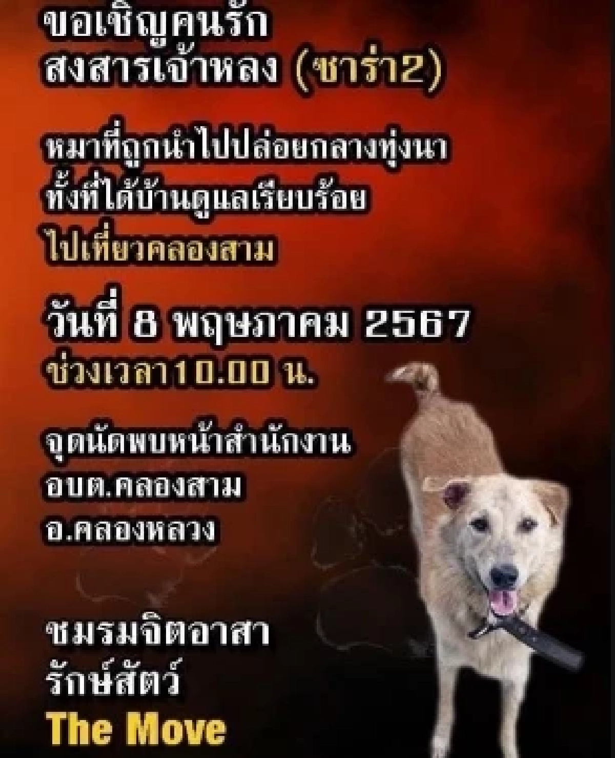 ชมรมจิตอาสารักษ์สัตว์ ออกตามหา \'เจ้าหลง\'