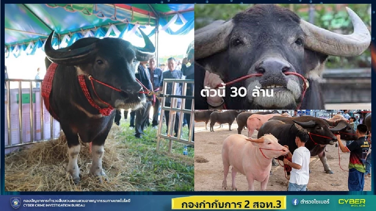 ตำรวจไซเบอร์ จับยกแก๊งหลอกขาย "ควายงาม" พบใช้ยาบ้าล่อเปิดบัญชีม้า