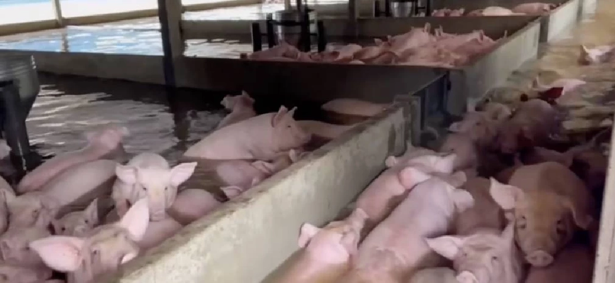 ขนหมู 1,200 ตัว หนีน้ำท่วม พบ ลอยน้ำตายแล้วนับสิบ