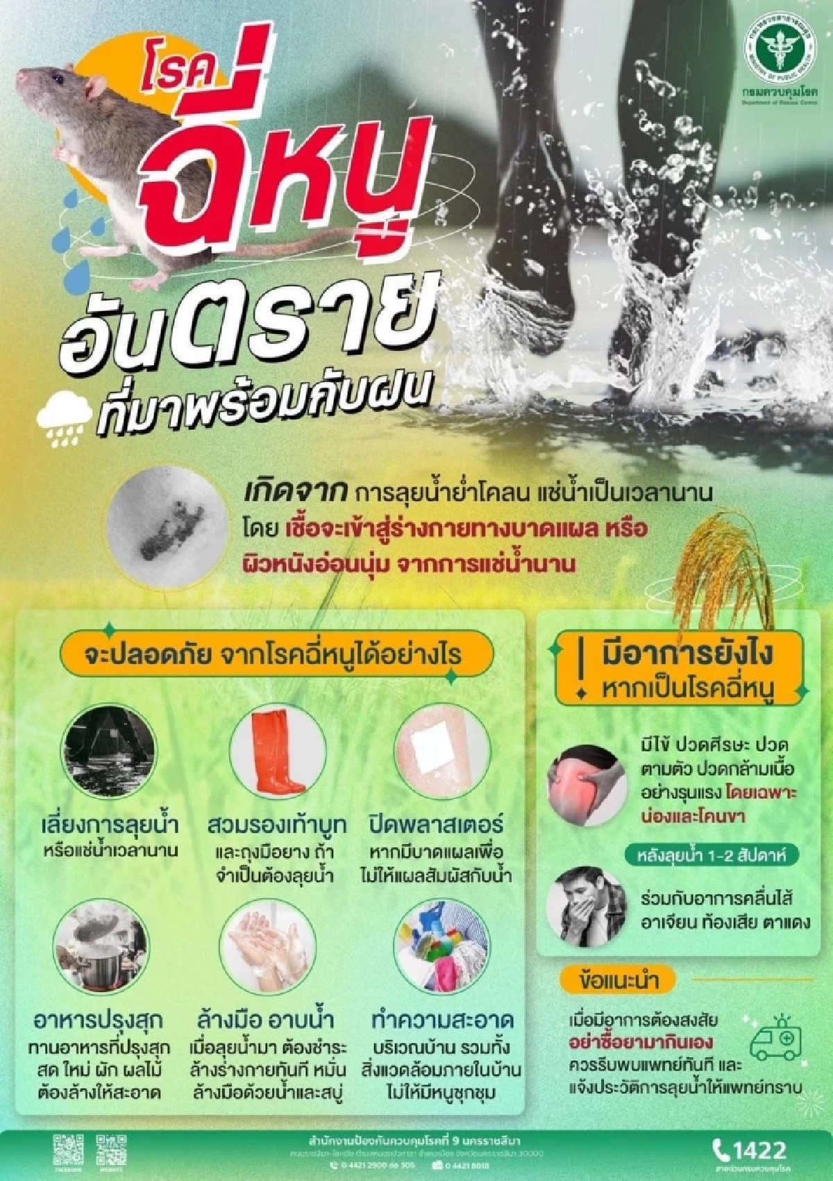 4 จังหวัดอีสานล่าง โรคฉี่หนูระบาด ป่วยแล้ว 81 ราย ดับ 2 ราย โคราชมากสุด 29 ราย