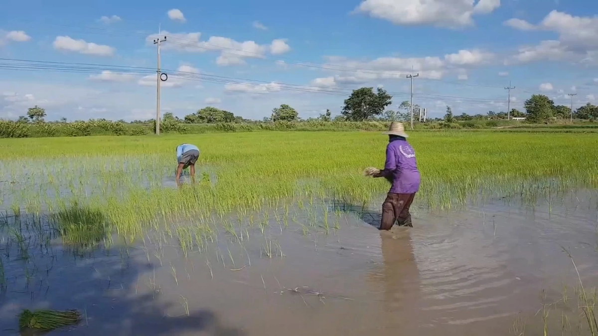 4 จังหวัดอีสานล่าง โรคฉี่หนูระบาด ป่วยแล้ว 81 ราย ดับ 2 ราย โคราชมากสุด 29 ราย