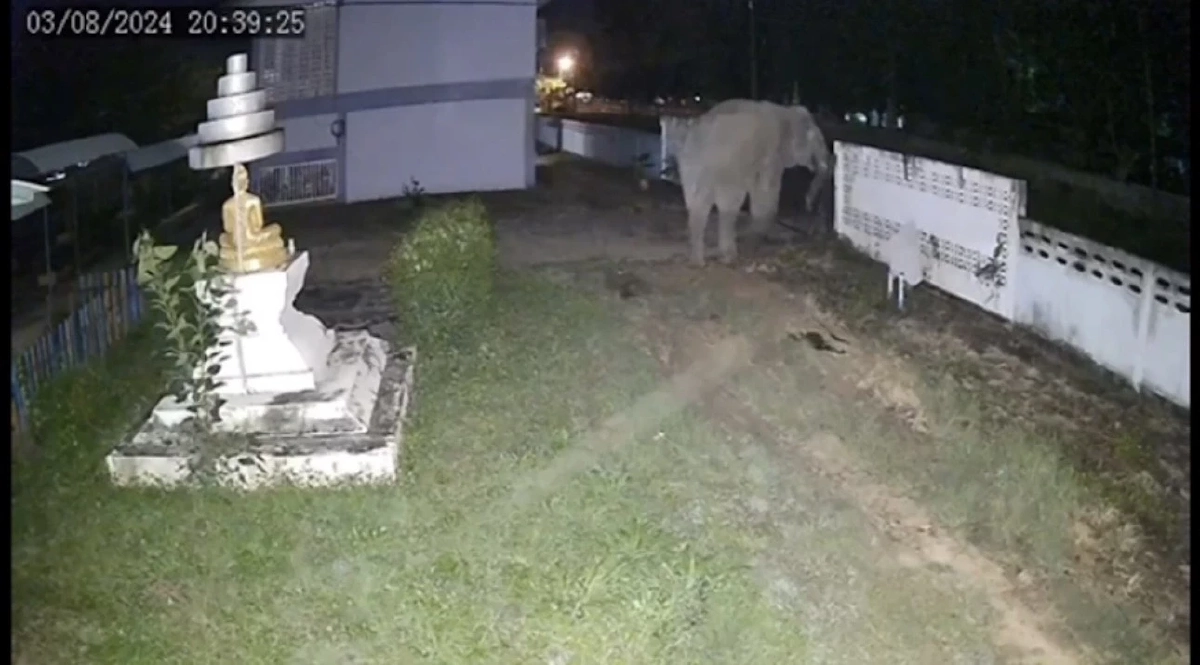 ชาวบ้านหนองปรือยาง ผวา! ช้างป่าหงุดหงิด บุกพังรั้วโรงเรียนกลางดึก