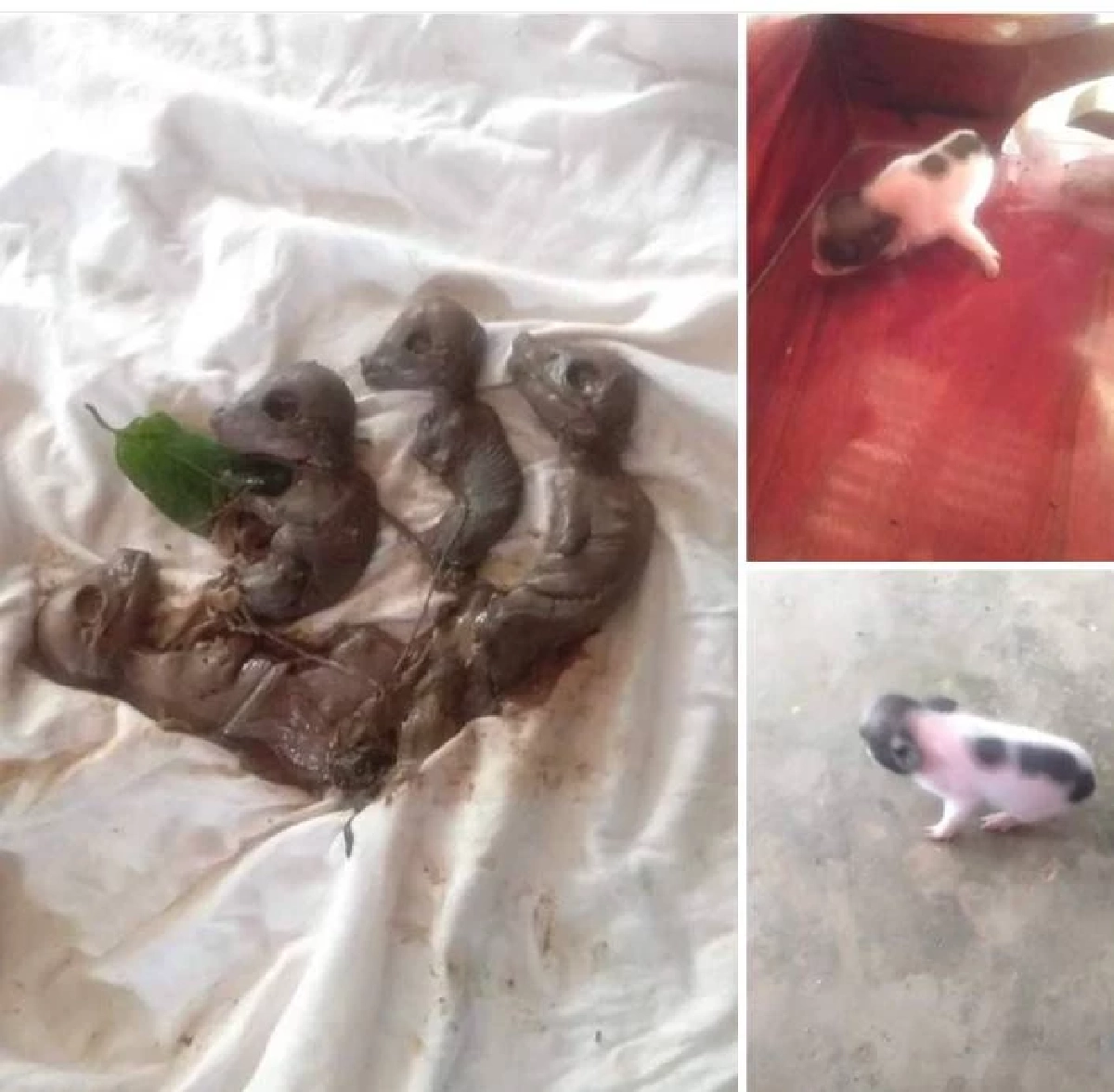 สุดแปลกสาวโพสต์ "หมูคลอดลูกเป็นหมา" เจ้าของเชื่อมาให้โชค