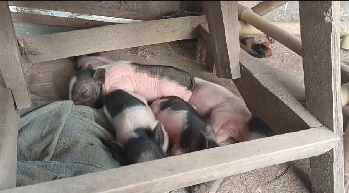 หมูออกลูกเป็นหมา