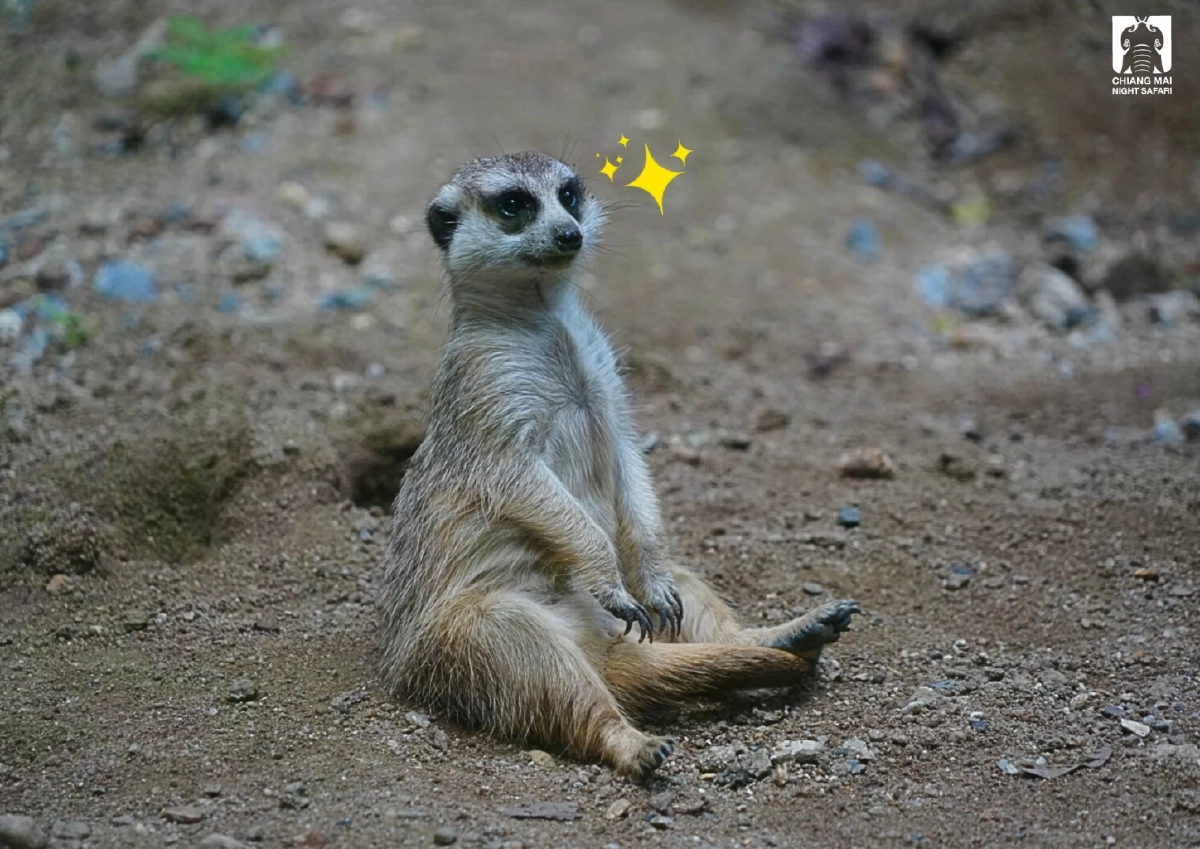ฮีลใจชาวเชียงใหม่ แอ่วเชียงใหม่ไนท์ซาฟารี ฟรีไม่มีค่าใช้จ่าย