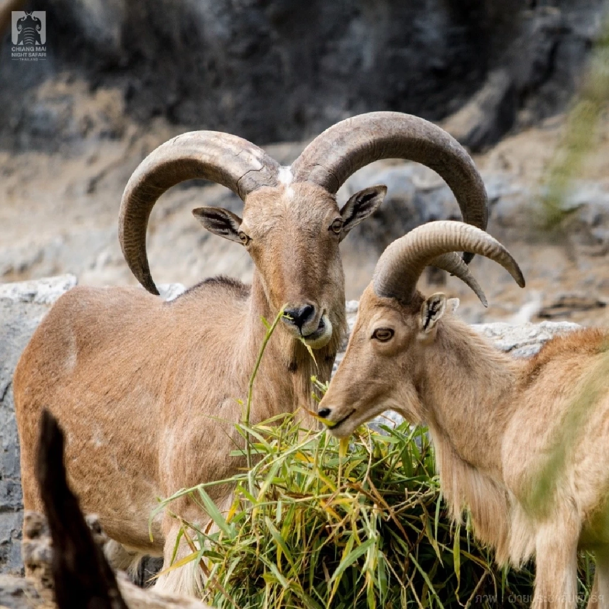 ฮีลใจชาวเชียงใหม่ แอ่วเชียงใหม่ไนท์ซาฟารี ฟรีไม่มีค่าใช้จ่าย