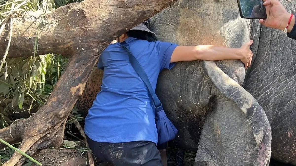 นาที ผอ.ศูนย์บริบาลช้างฯ โผกอดร่าง ช้างลูกรัก \"ฟ้าใส - พลอยทอง\" หลังถูกน้ำพัด