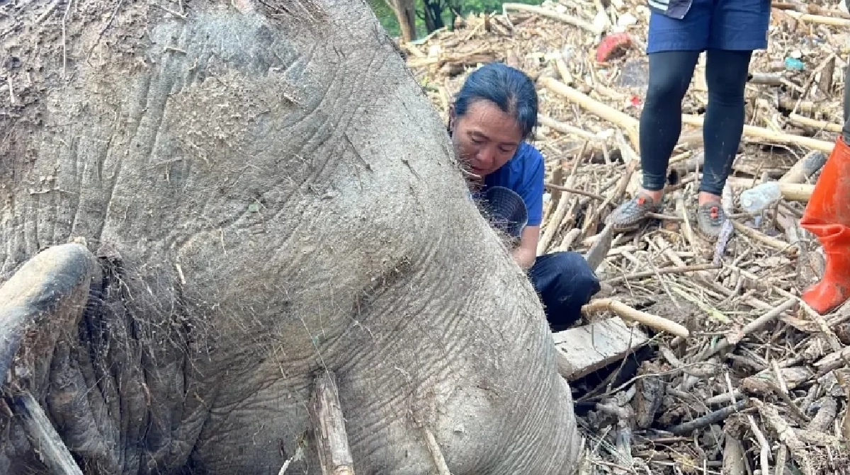 นาที ผอ.ศูนย์บริบาลช้างฯ โผกอดร่าง ช้างลูกรัก \"ฟ้าใส - พลอยทอง\" หลังถูกน้ำพัด
