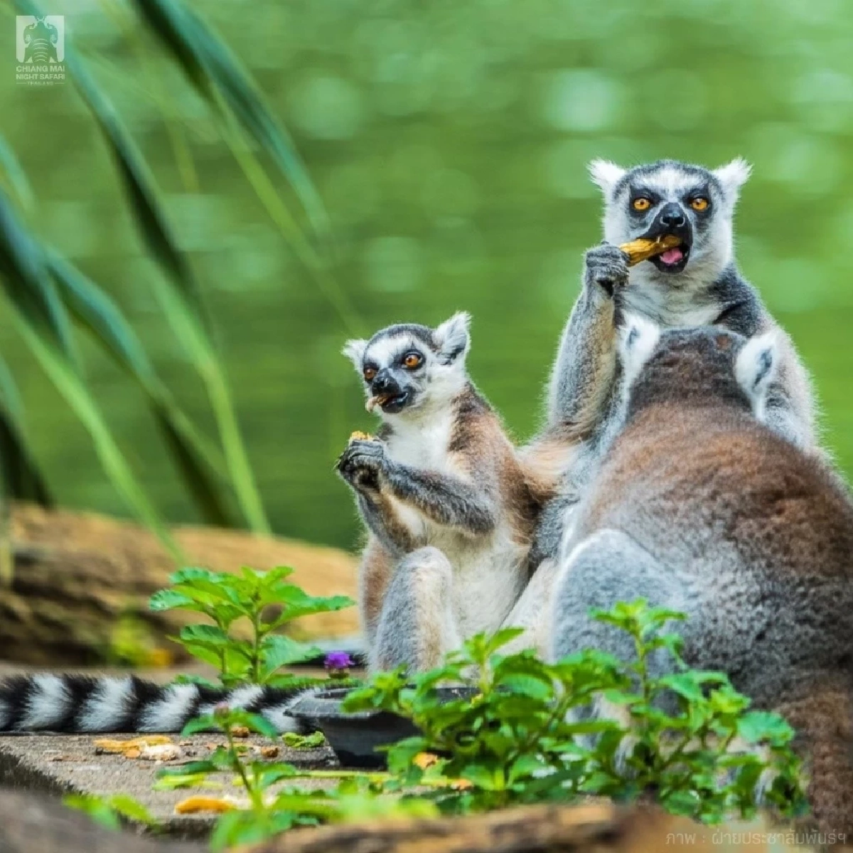 ฮีลใจชาวเชียงใหม่ แอ่วเชียงใหม่ไนท์ซาฟารี ฟรีไม่มีค่าใช้จ่าย