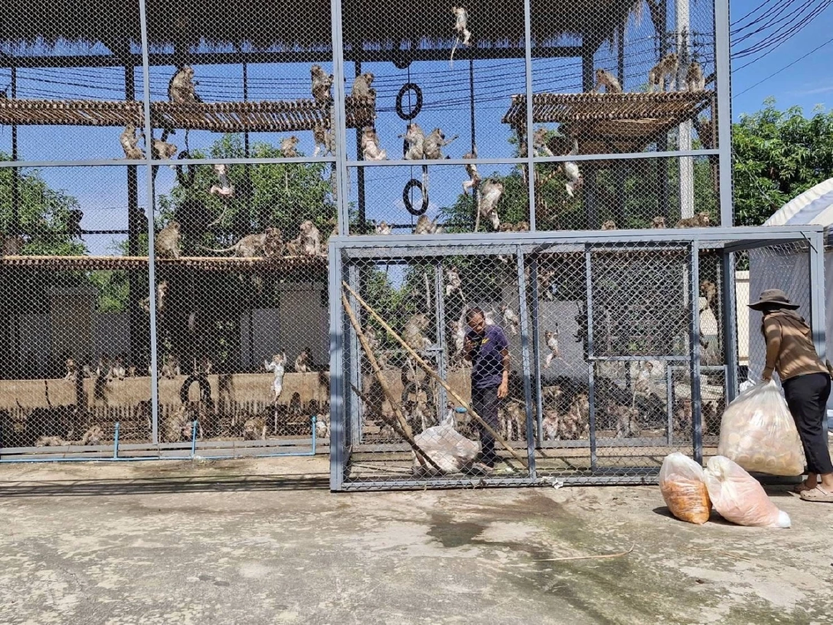 จนท. ตามจับลิงลพบุรี หลุดกรง ได้แล้ว 130 ตัว คาดอีก 2 วัน เสร็จสิ้น