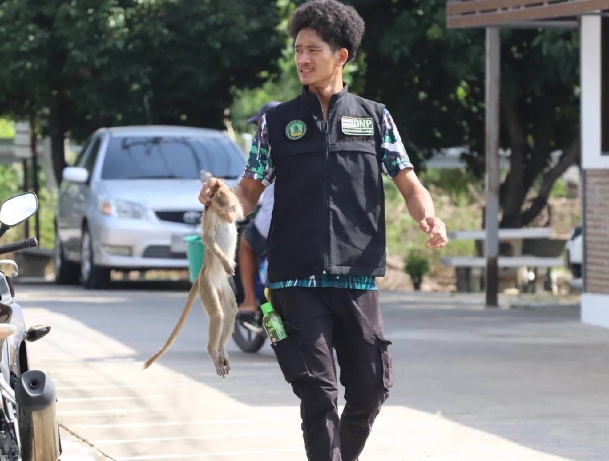 จนท. ตามจับลิงลพบุรี หลุดกรง ได้แล้ว 130 ตัว คาดอีก 2 วัน เสร็จสิ้น