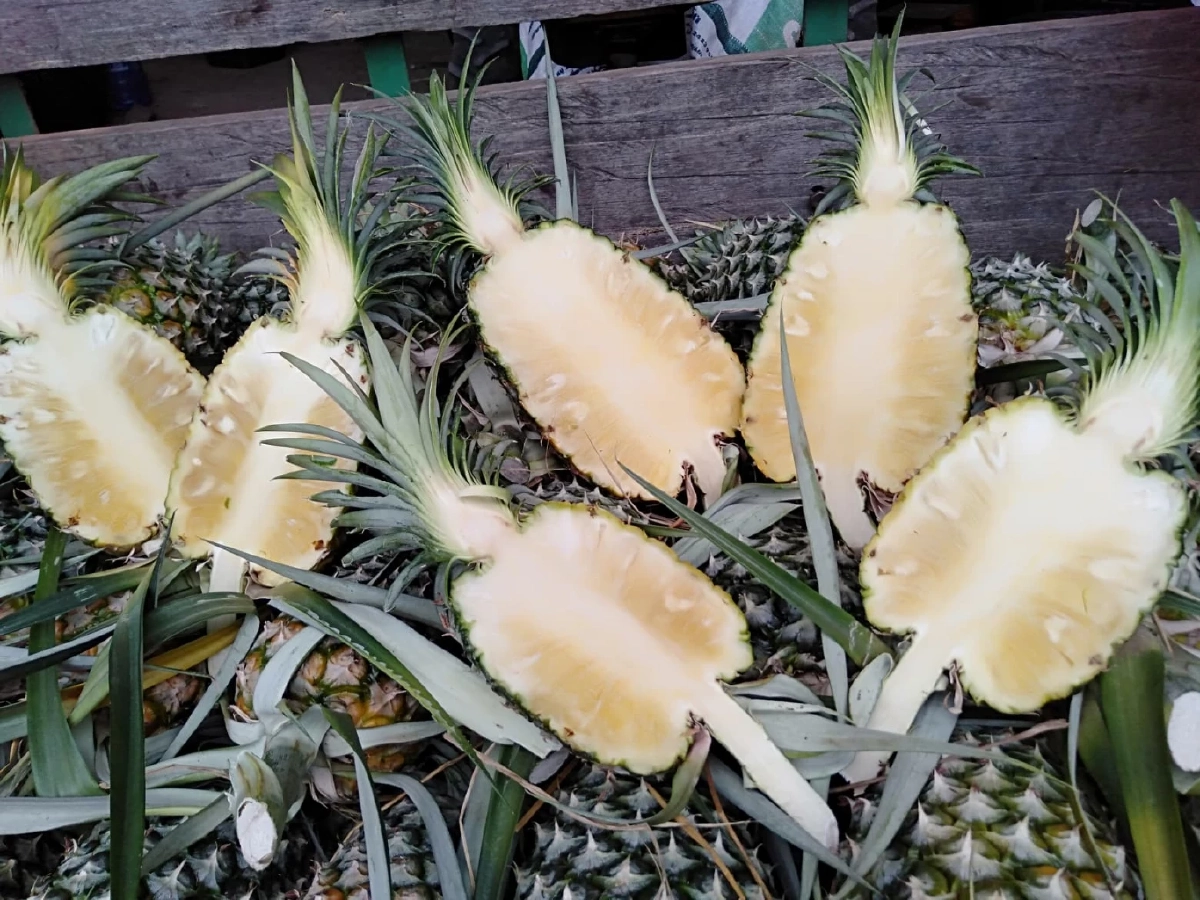 สับปะรดห้วยมุ่น ผลไม้ไทยรายแรกที่ได้รับการขึ้นทะเบียน GI ในญี่ปุ่น