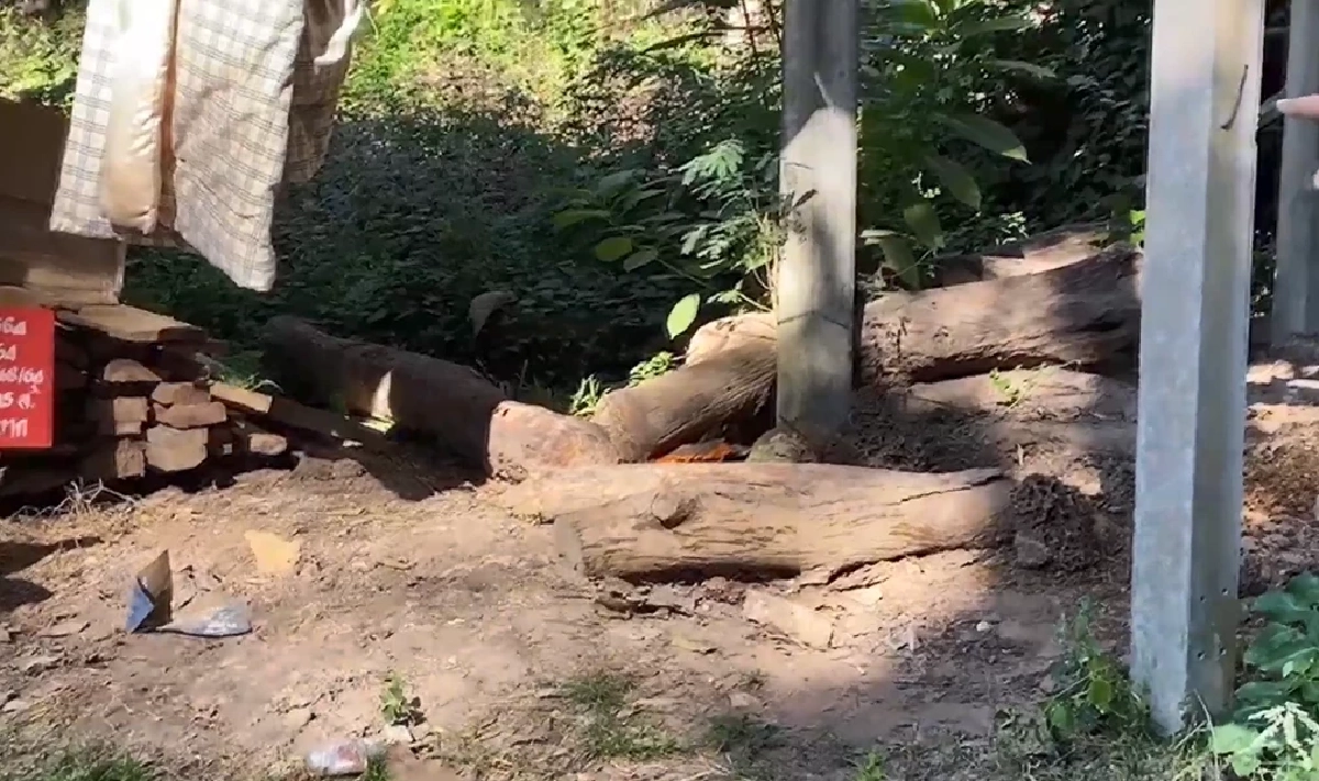 อุกอาจ! แก๊งไอ้โม่ง บุกปล้นไม้พะยูง จับเจ้าหน้าที่คลุมหัว มัดมือมัดเท้า