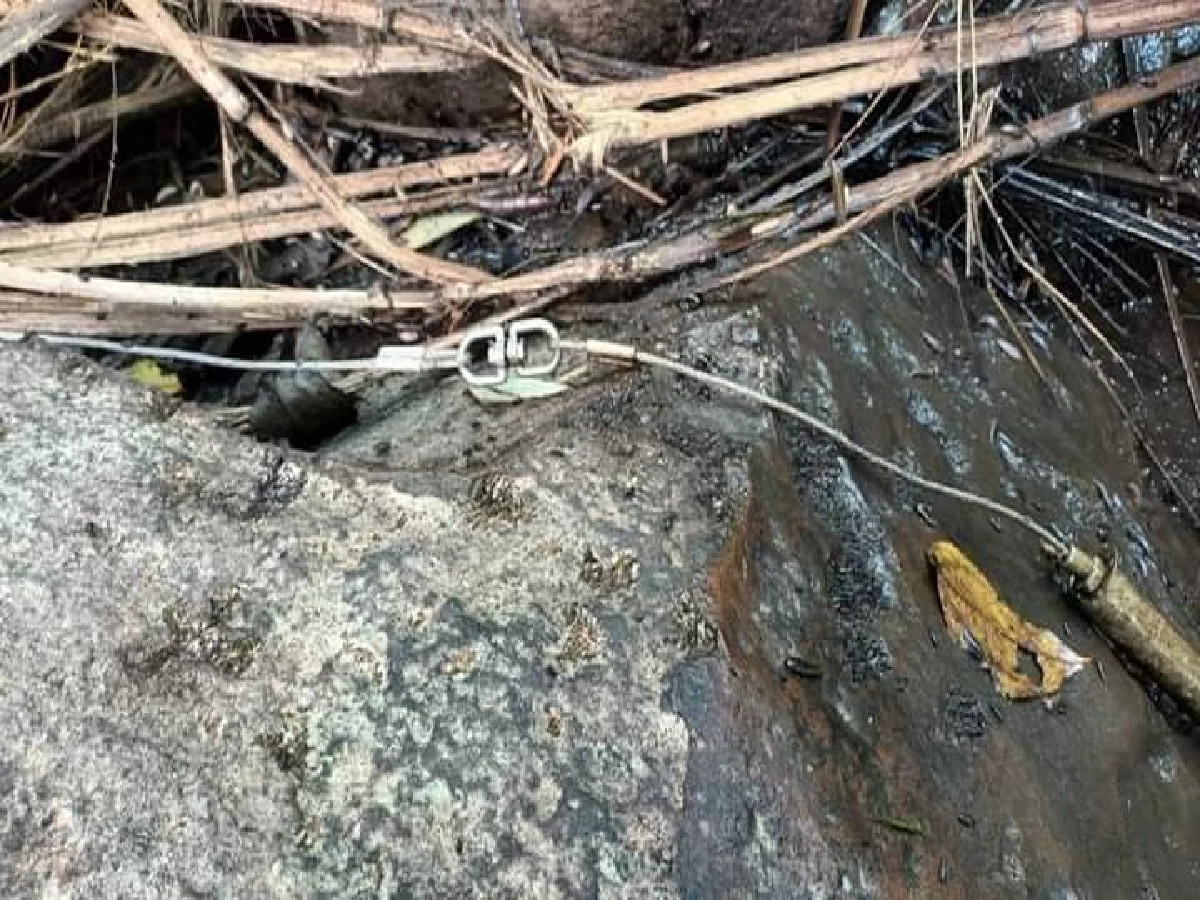 พบซาก "ช้างสีดอ" ถูกสปริงกับดักสัตว์รัดงวงเสียชีวิต ในเขตรักษาพันธุ์สัตว์